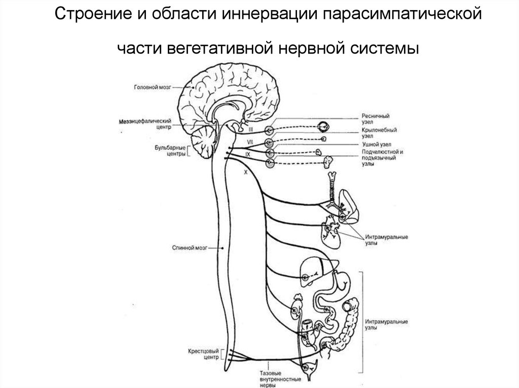 Область иннервации. Строение парасимпатической части вегетативной нервной системы. Парасимпатическая вегетативная нервная система схема. Парасимпатический отдел вегетативной нервной системы схема.