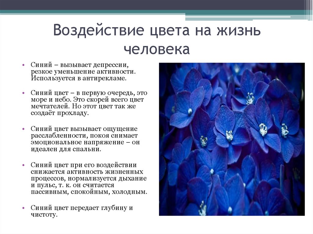 Что означает синие цветы. Синий цвет в психологии. Iсиний цвет в психологию. Психология синего цвета для человека. Синий и голубой цвет в психологии.