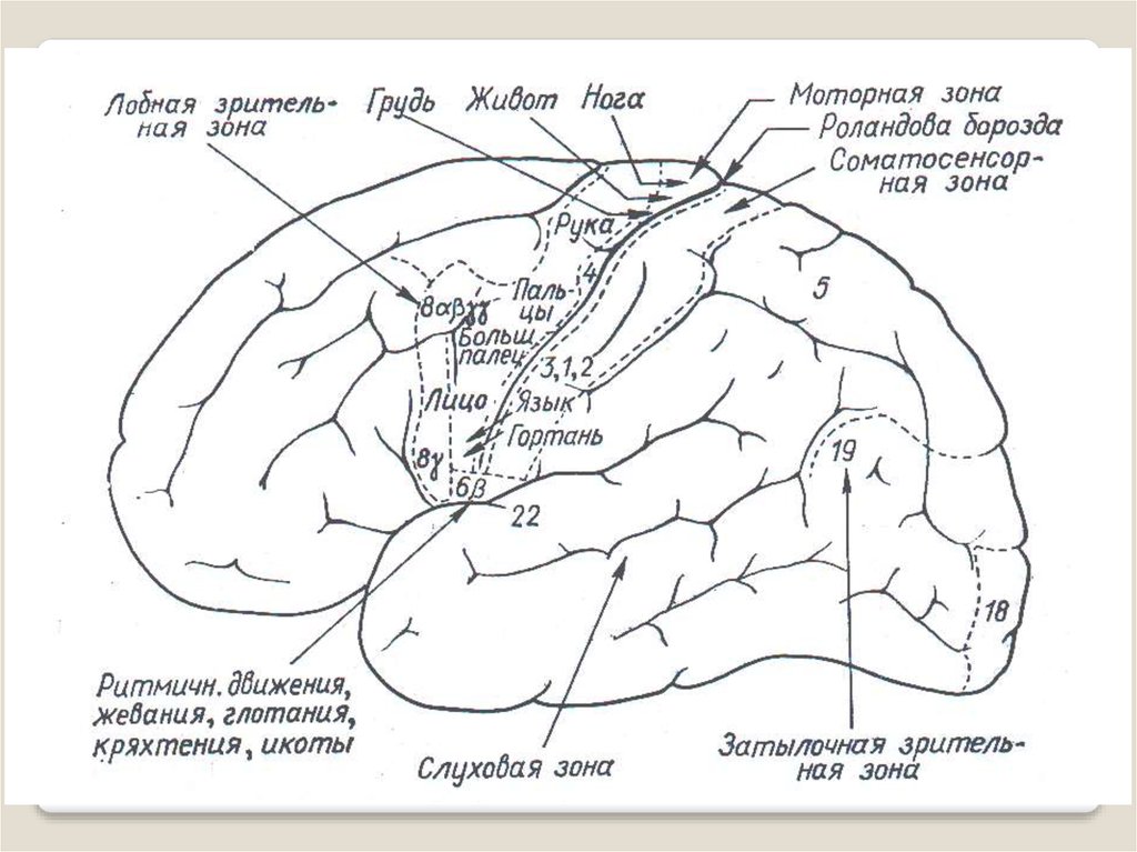 Организация коры головного мозга. Схема функциональные зоны коры. Схема локализации функций в коре больших полушарий. Локализация функций в коре полушарий мозга.
