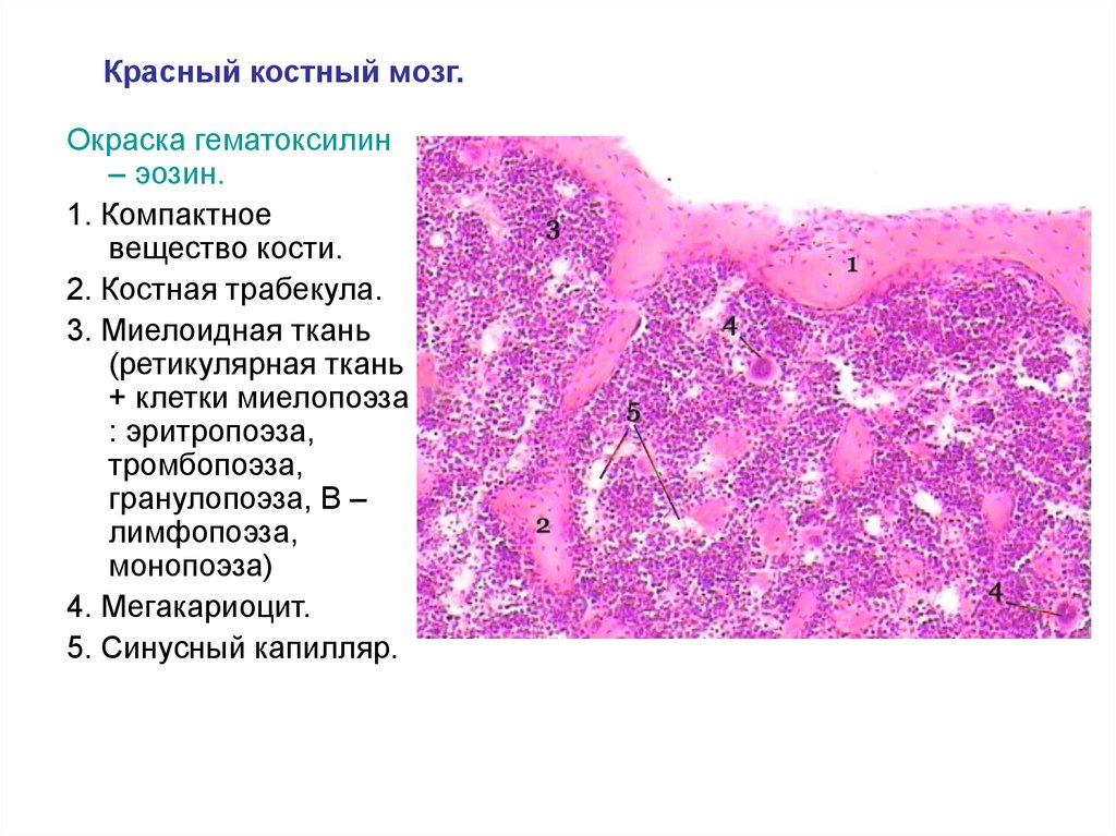 Структуры красного костного мозга
