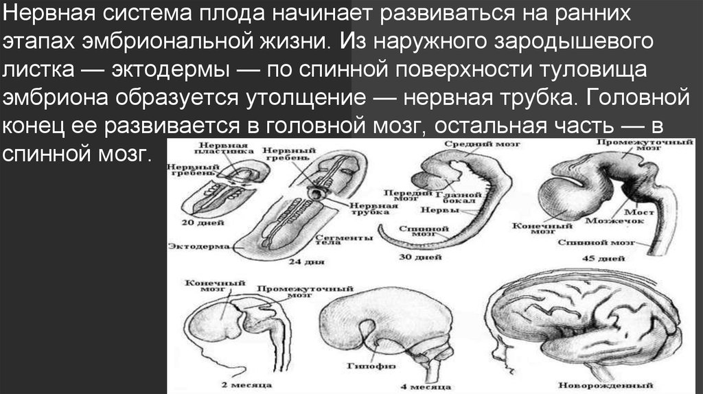 Мозг плода. Эмбриогенез нервной системы плода. Центральная нервная система плода закладывается. Закладка нервной системы у плода. Формирование нервной трубки эмбриона.