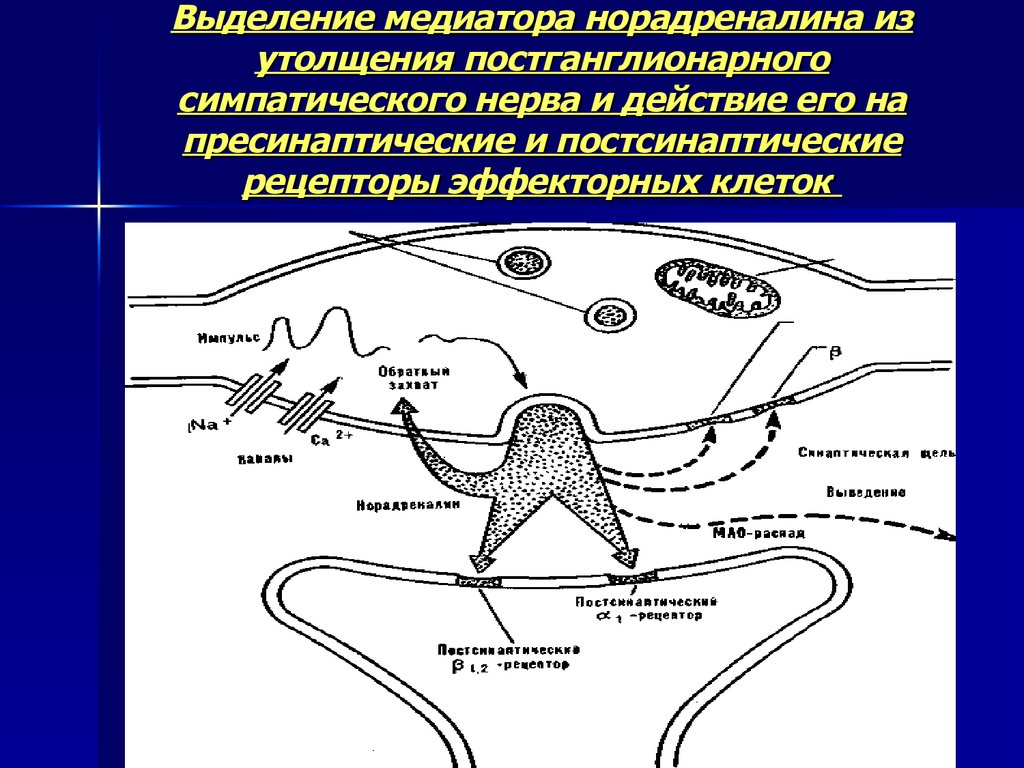 Адренергические средства презентация