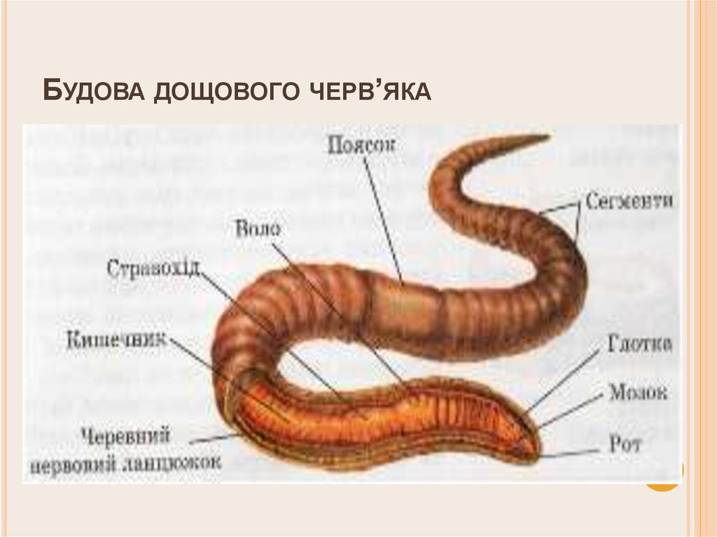 Тело дождевого червя имеет. Схема внешнего строения дождевого червя. Внутреннее строение дождевого червя. Дождевые черви строение. Рисунок дождевого червя с обозначениями частей тела.