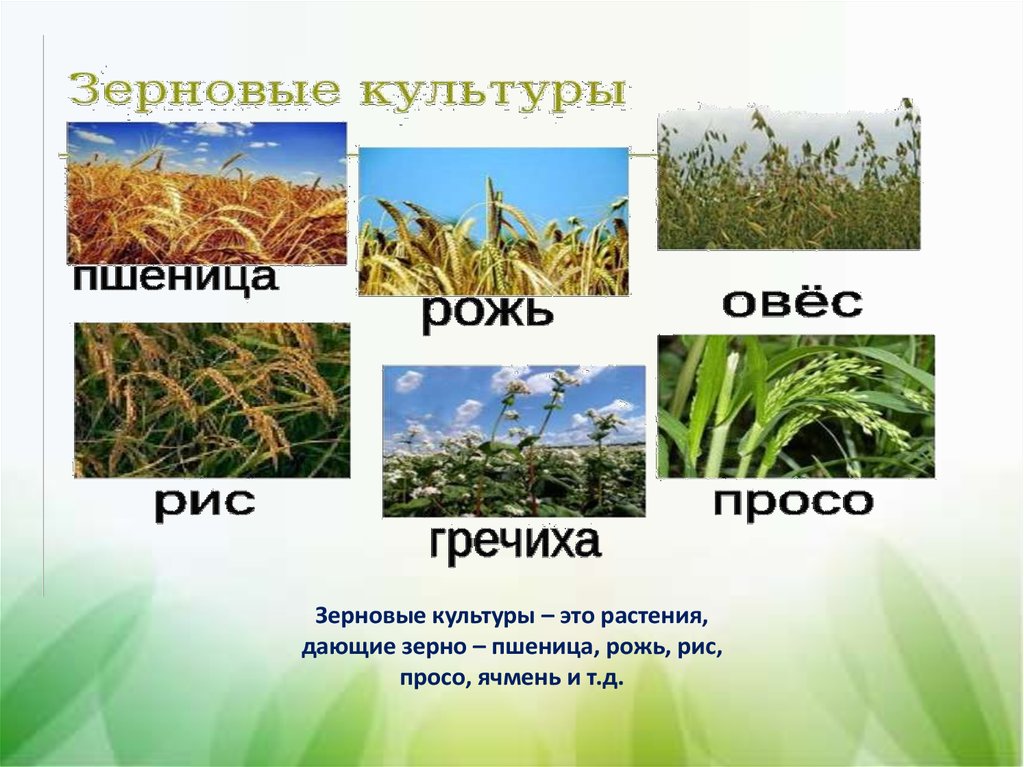 Какие зерновые культуры выращивали в россии