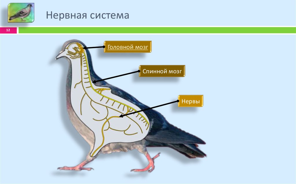 Мозг голубя. Нервная система птиц схема 7 класс. Нервная система птиц 7 класс биология. Нервная система птиц схема. Строение нервной системы птиц.