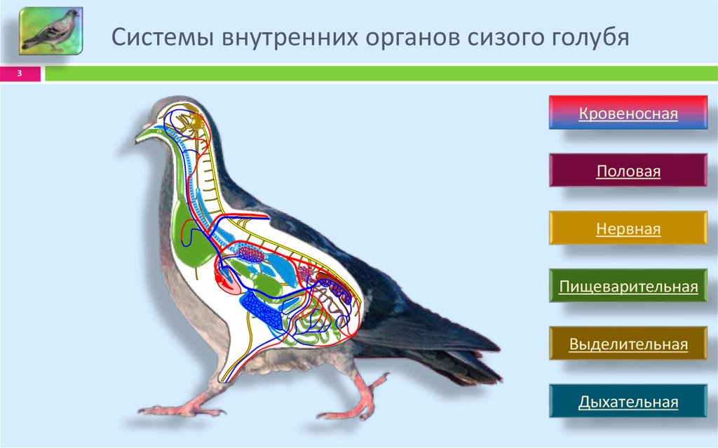 Укажите особенности внутреннего строения птиц