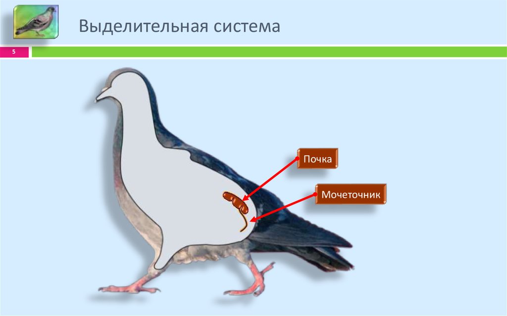 Как размножаются голуби схема