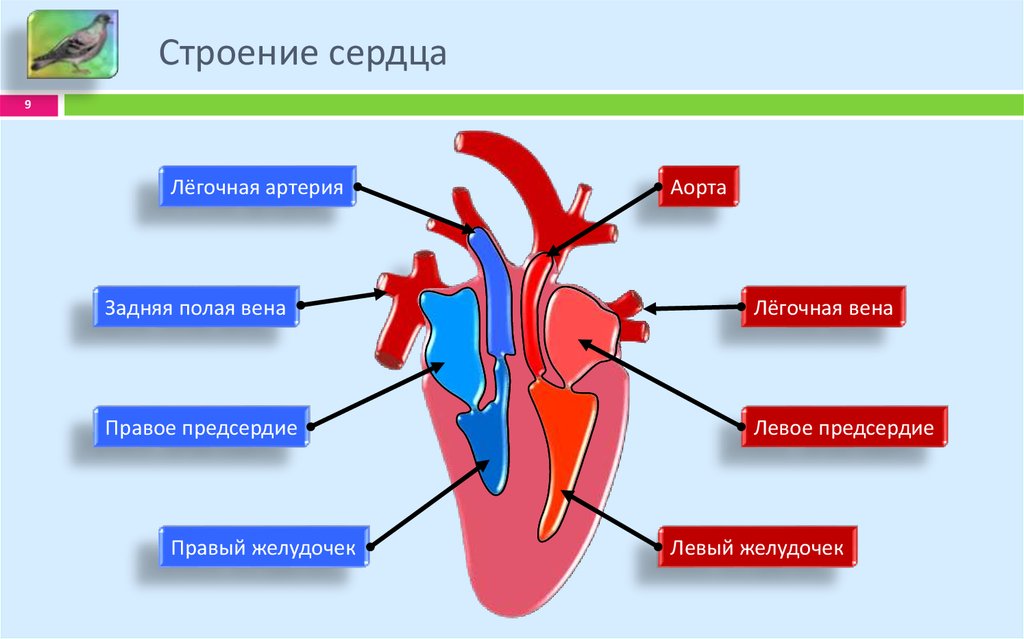 Сердце 8 класс. Схема строения сердца человека 8 класс биология. Схема сердца человека биология 8 класс. Строение сердца схема простая. Строение сердца картинка.