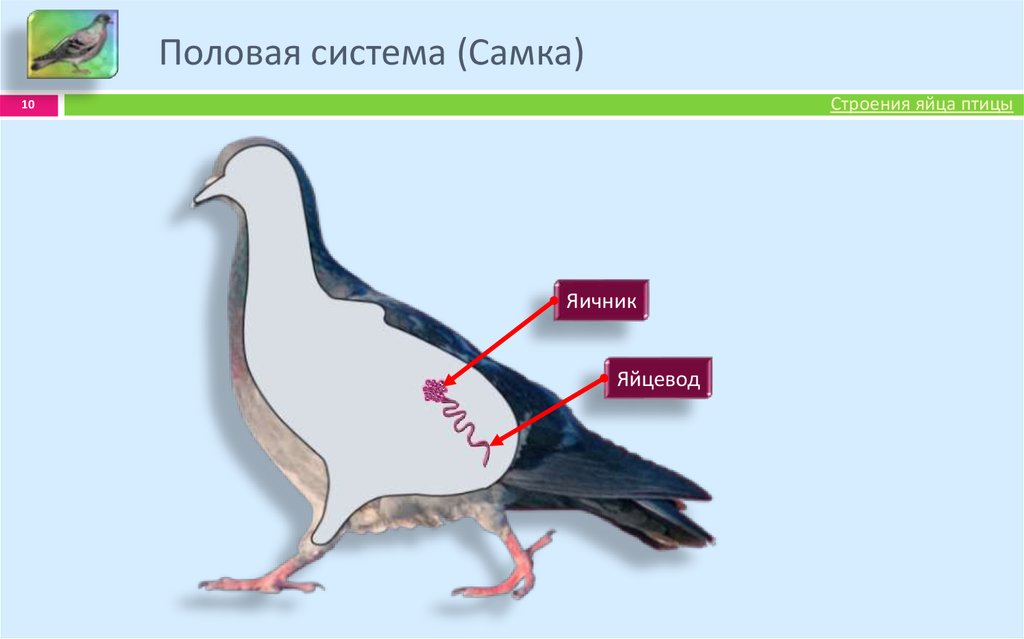 Птицы половая. Строение половой системы птиц. Выделительная система птиц. Половое строение птиц. Схема строения выделительной системы птиц.