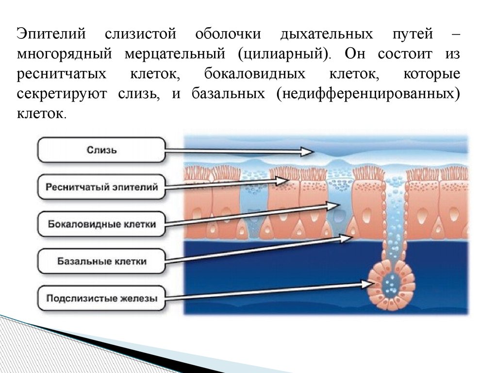 Слизистые оболочки дыхательных. Эпителий дыхательных путей. Слизистая оболочка дыхательных путей. Эпителий слизистой дыхательных путей. Эпителий носовой слизистой оболочки.