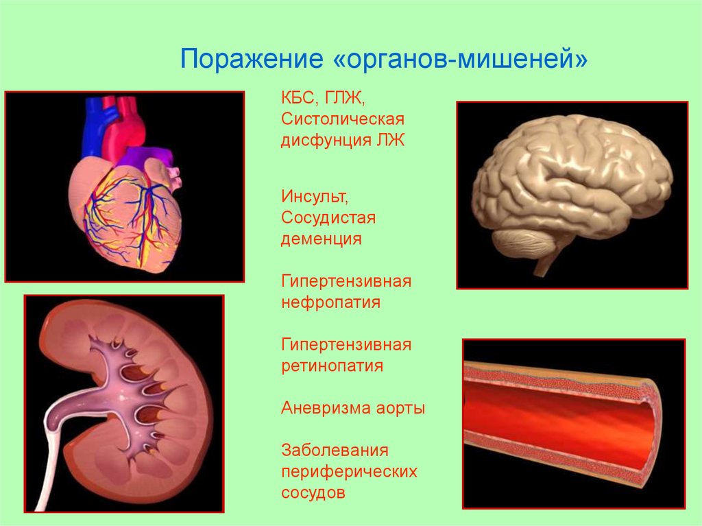 5 органы мишени. Поражение органов мишеней. Органы-мишени, поражающиеся при гипертонической болезни.