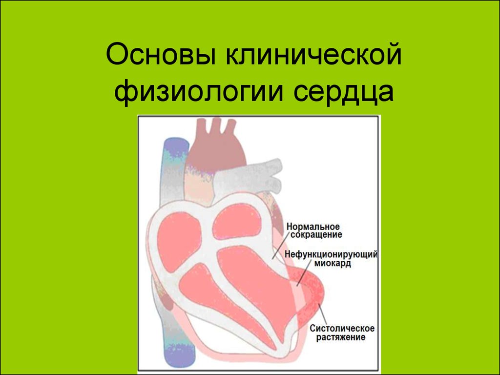 Сердце физиология презентация