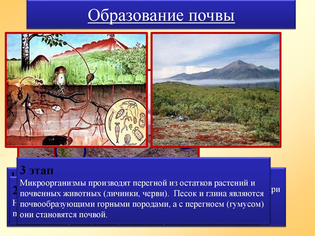 Что участвует в образовании почвы. Образование почвы. Процесс образования почвы. Почва образование почвы. Стадии образования почвы.