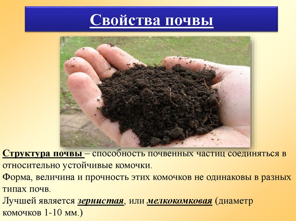 Важнейшим свойством почвы является наличие. Комковатая структура почвы. Свойства почвы. Состав почвы. Почва презентация.