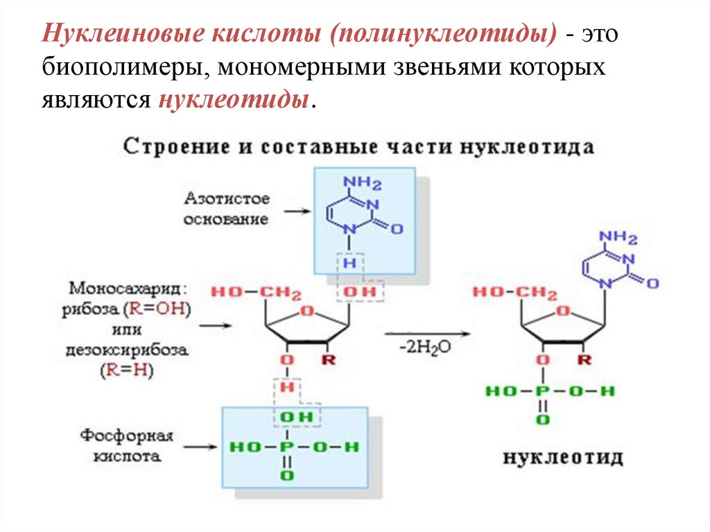 Нуклеотид биополимер. Нуклеиновые кислоты строение нуклеотида. Дефосфорилирования 5´-дезоксиадениловой кислоты. Основная формула нуклеиновых кислот. Нуклеотиды нуклеозиды нуклеиновые кислоты.