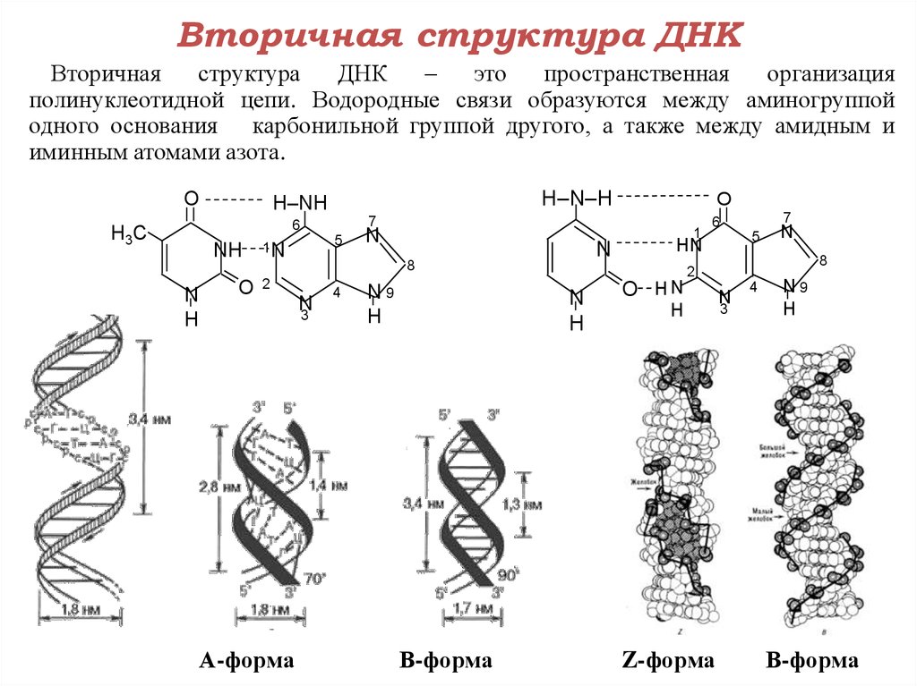 Организация нуклеиновых кислот. Опишите вторичную структуру молекулы ДНК. Первичная структура молекулы ДНК. Первичная структура ДНК функции. Вторичная структура молекулы ДНК.