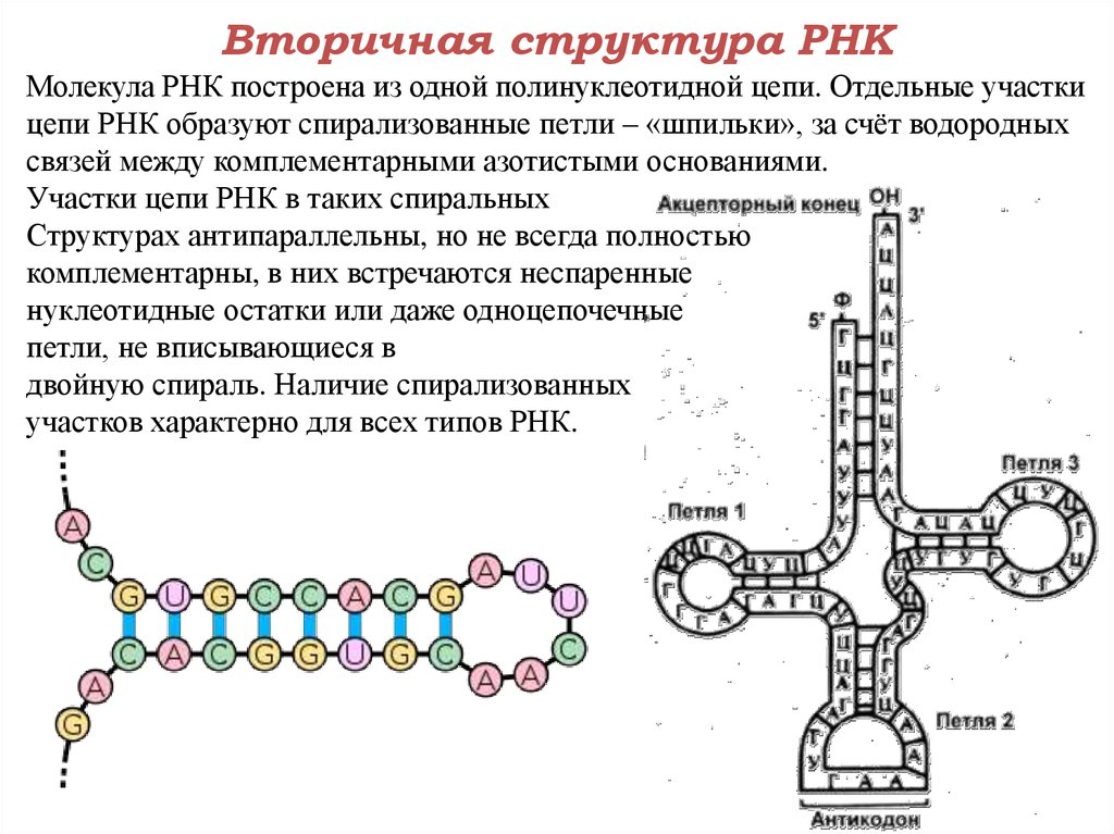 Молекулы рнк имеют структуру. Структуры РНК первичная вторичная и третичная. Третичная структура молекулы РНК. Модель вторичной структуры РНК. Вторичная и третичная структура РНК.