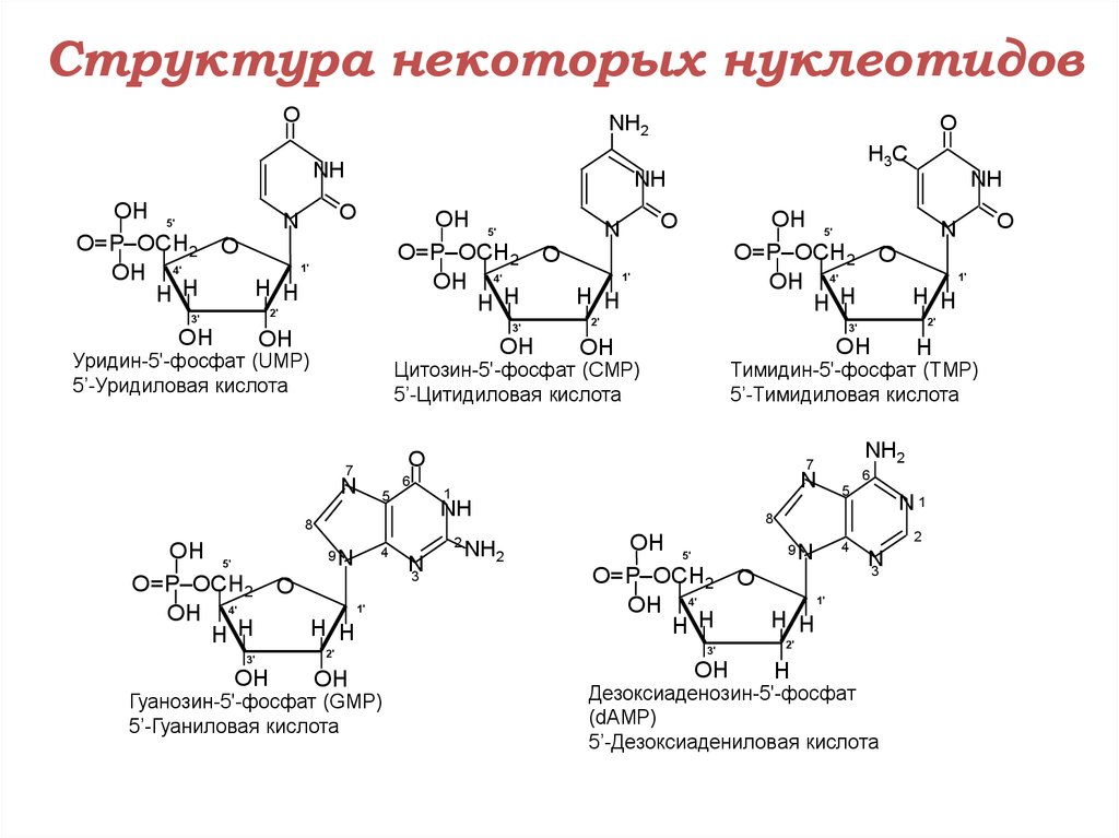 Структура нуклеотида. Тимидин-5-монофосфат, ТМФ, тимидиловая кислота. Тимидин 5 фосфат гидролиз. Нуклеотид структурная формула. Нуклеотид тимидин-5'-фосфата.