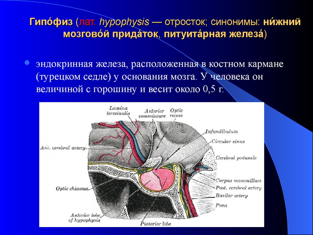 Гипофиз седло