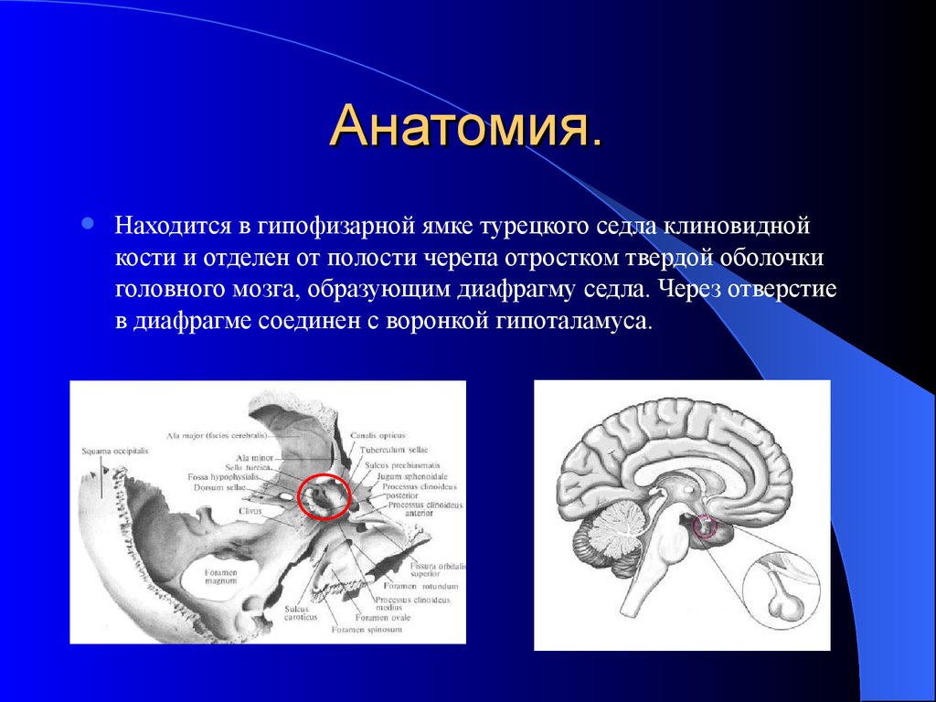 Гипофиз седло. Анатомия турецкого седла и гипофиза. Строение головного мозга турецкое седло. Гипофизарная ямка турецкого седла клиновидной кости. Турецкое седло клиновидной кости.