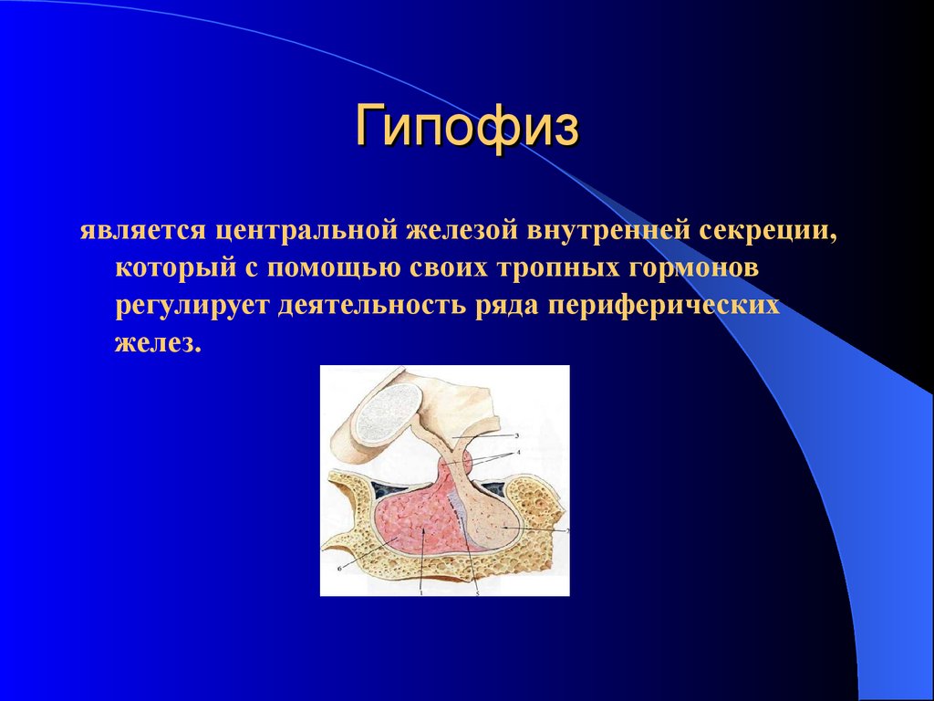 Гипофиз независимые. Гипофиз. Гипофиз это железа. Гипофиз железа внутренней секреции. Гипофиз (питуитарная железа) гормон.
