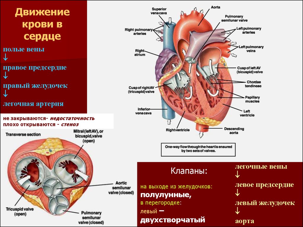 Сколько вен впадает в левое предсердие. Сердце желудочки и предсердия клапаны. Движение крови из предсердий. Направление потоков крови в сердце. Строение сердца и ток крови.