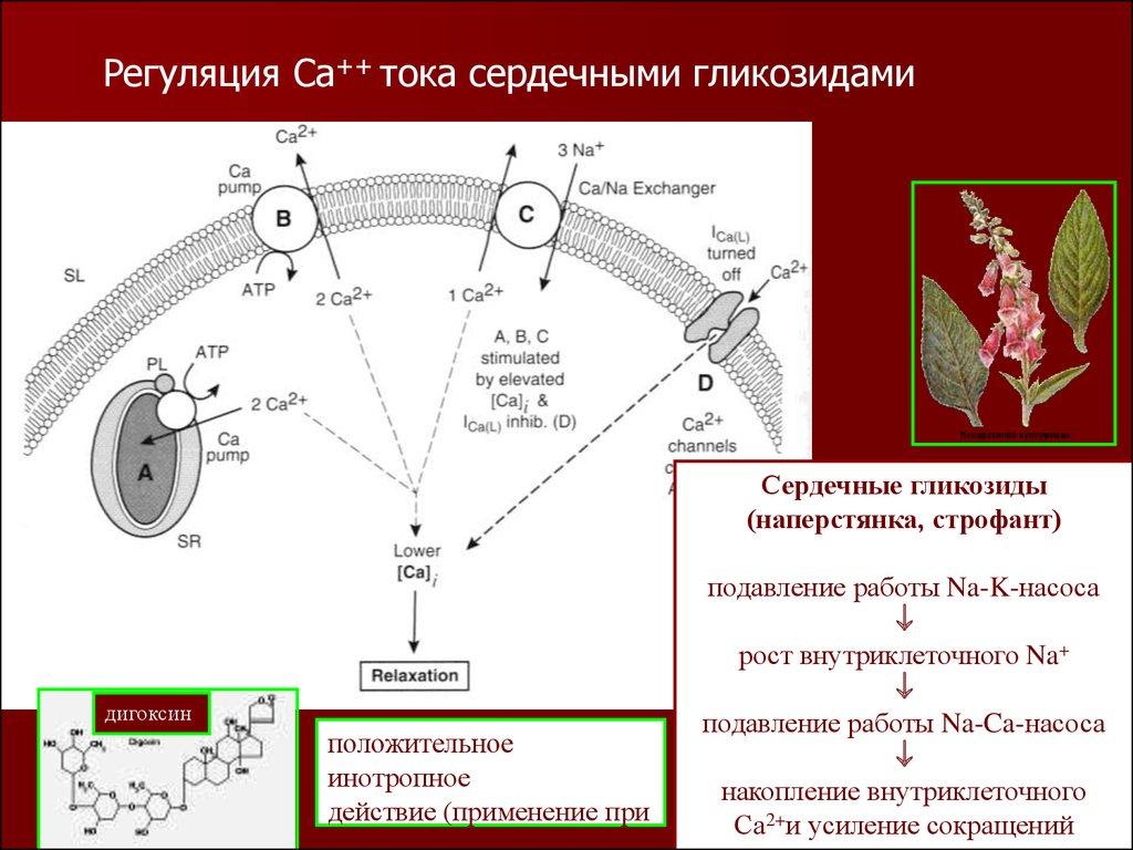 Сердечный действие. Механизм кардиотропного действия сердечных гликозидов. Сердечные гликозиды механизм действия. Механизм действия гликозидов. Механизм действия сердечных гликозидов фармакология.