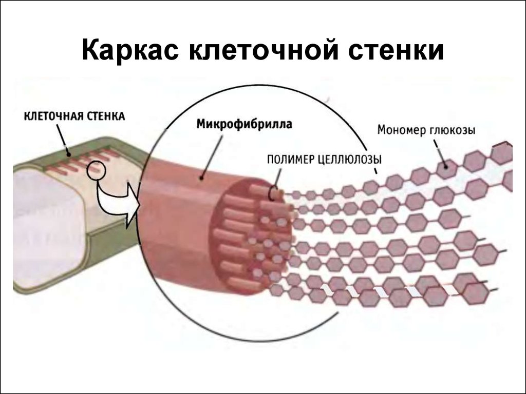 Какие клетки имеют целлюлозу