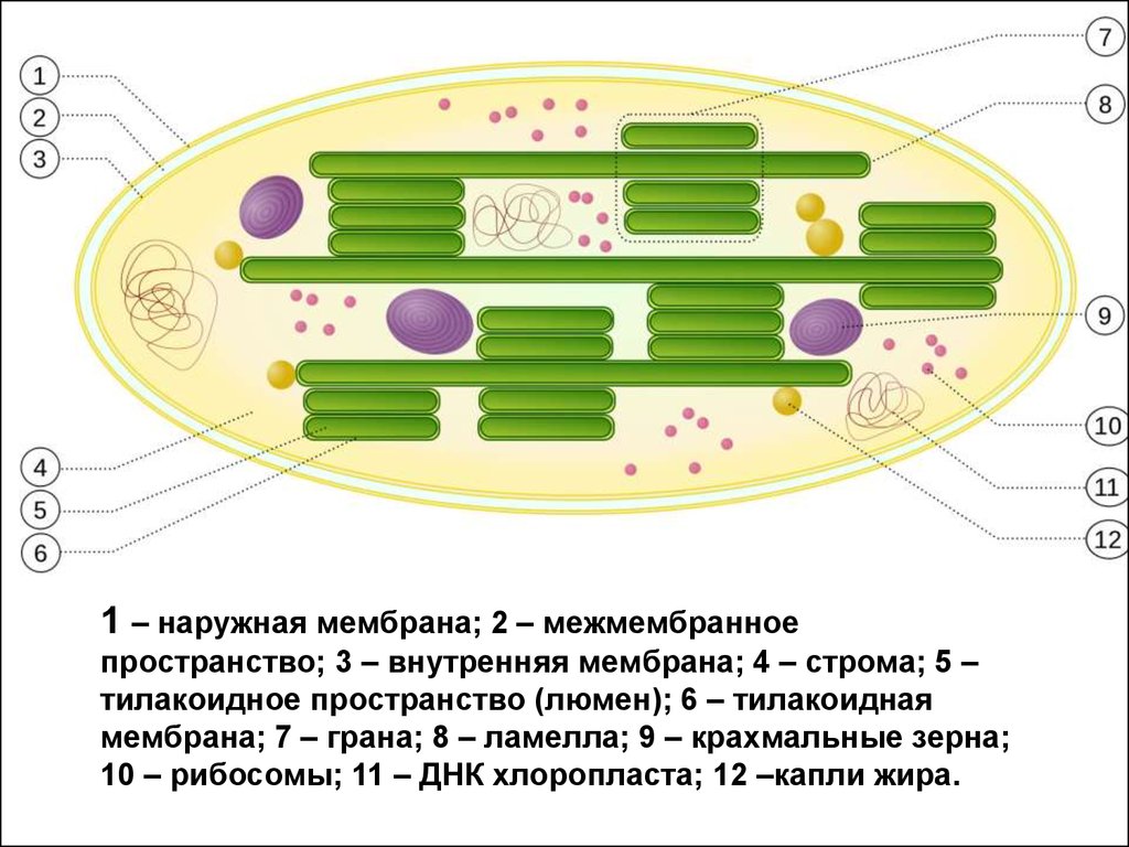 Рисунок хлоропласта с подписями строение и функции