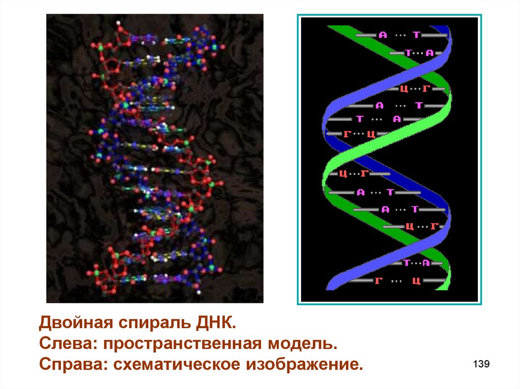 Двойная спираль. Пространственная модель ДНК. Двойная спираль ДНК. Модель двойной спирали ДНК. Спираль ДНК модель.