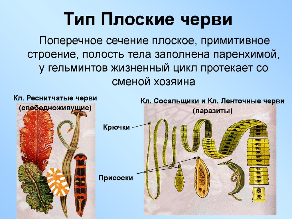 Плоские черви наличие полости. Сообщение о Тип плоских червей. Свободноживущие плоские черви. Паразитические черви плоского типа. Плоские черви паразиты строение.