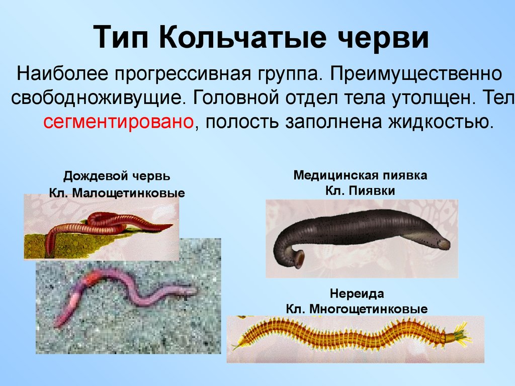 Кольчатые черви названия. Тип кольчатые черви класс Малощетинковые черви класс пиявки. Кольчатые черви эндопаразиты. Кольчатые черви представители. Свободноживущие кольчатые черви.