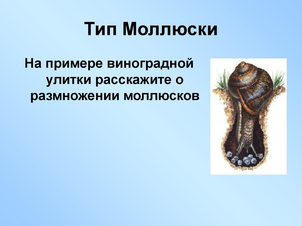 От каких животных произошли кольчатые черви моллюски. Тип моллюсков губки. Кишечнополостные моллюски. Иглокожие черви.