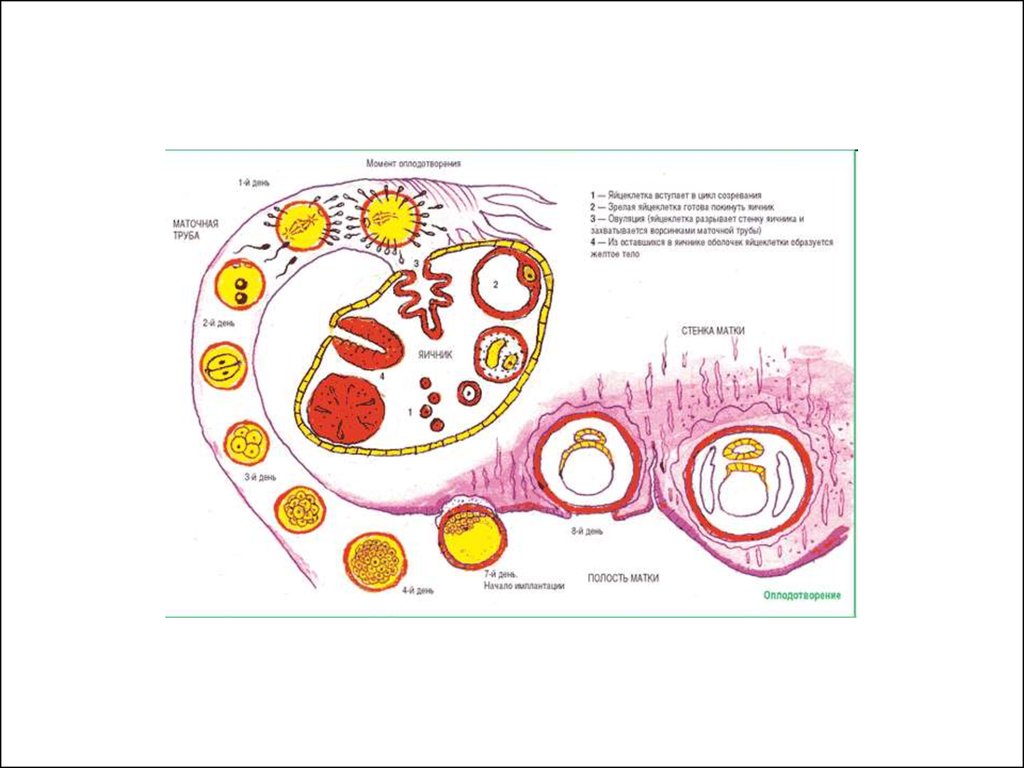 Как происходит оплодотворение и зачатие по дням. Процесс оплодотворения яйцеклетки по дням. Схема зачатия. Матка оплодотворение схема. Оплодотворение картинки.