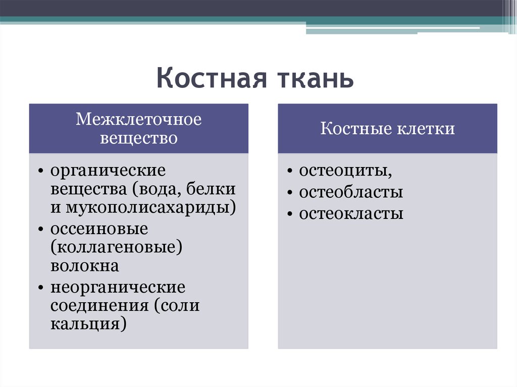 Совокупность клеток и межклеточного вещества. Характеристика костной ткани особенности строения и функции. Межклеточное вещество костной ткани. Межклеточное вещество костной ткани содержит. Состав межклеточного вещества костной ткани.