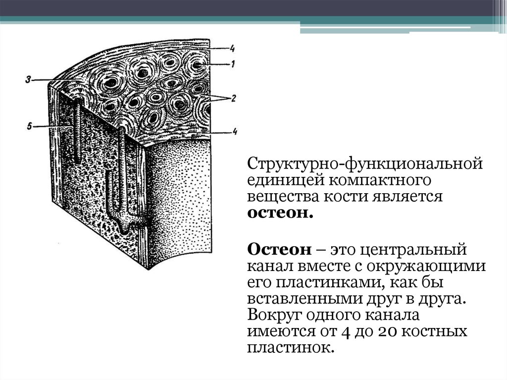 Структурно функциональная единица ткани. Структурно-функциональная единица кости. Структурно-функциональная единица компактного вещества кости. Структурно-функциональной единицей компактного вещества является. Структурно-функциональная единица кости Остеон.