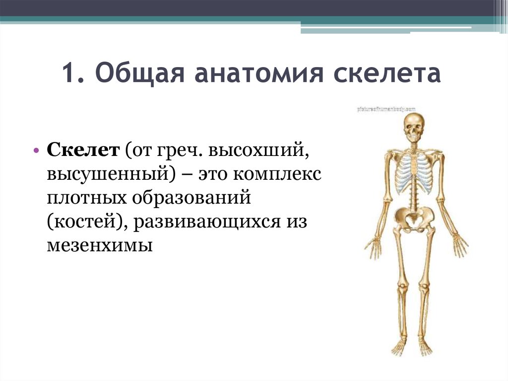 Скелет для презентации