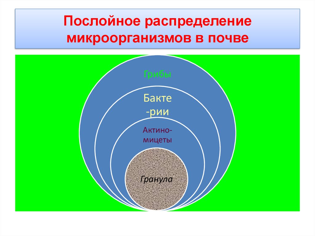 Микрофлора почвы микробиология презентация