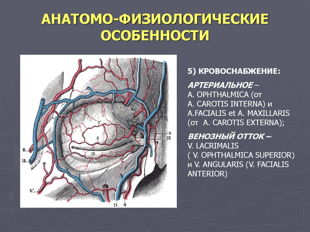 Глазная артерия. Кровоснабжение и венозный отток.