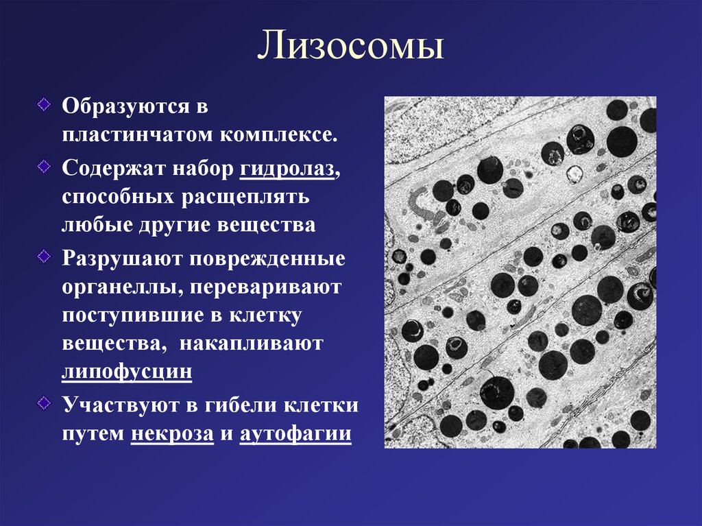 Комплекс лизосомы. Первичные лизосомы образуются. Что образуют первичные лизосомы. Лизосомы образуются в. Образует лизосомы.