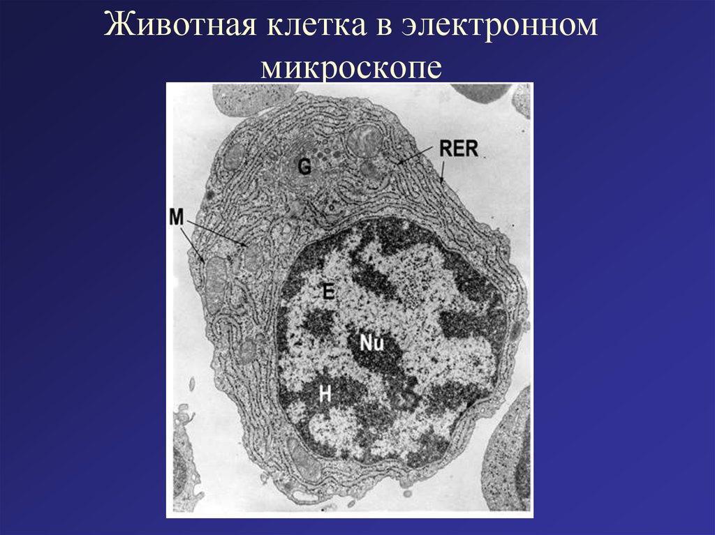 Фото клетки с подписями