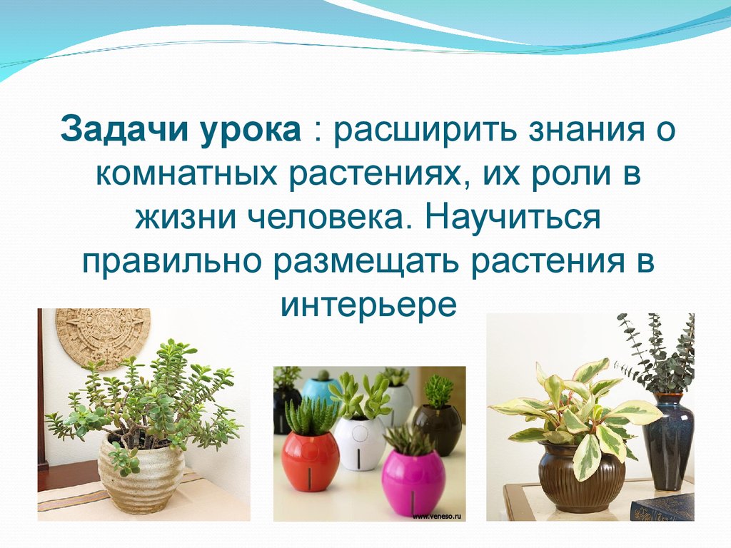 Конспекты уроков комнатными растениями. Сообщение о роли комнатных растений в интерьере. Комнатные растения в интерьере презентация. Комнатные растения в интерьере сообщение. Комнатные растения презентация.