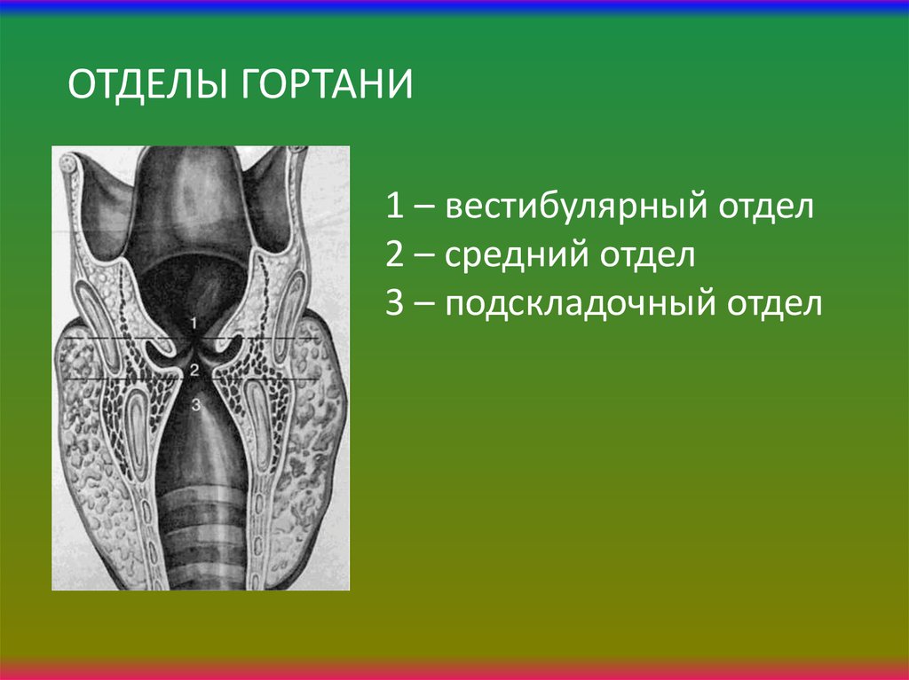 Гортань впр. Подскладочное пространство гортани анатомия. Межчерпаловидное пространство гортани. Надскладочный отдел гортани. Вестибулярные отдел Готни.