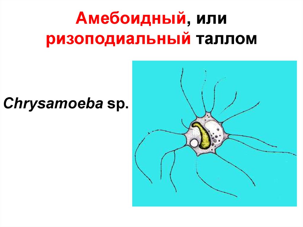 Амебоидный, или ризоподиальный таллом