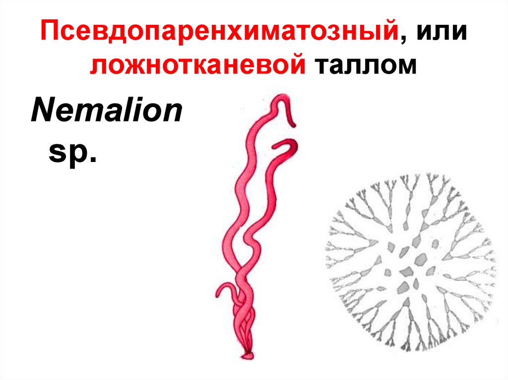 Псевдопаренхиматозный, или ложнотканевой таллом