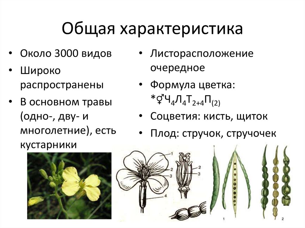 Однодольные растения горох