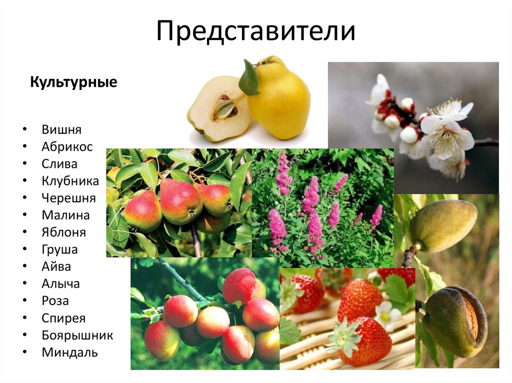 Какое значение однодольных культурных растений в жизни. Культурные представители. Культурное растение вишня. Культурное растение яблоня. Представители двудольных растений.