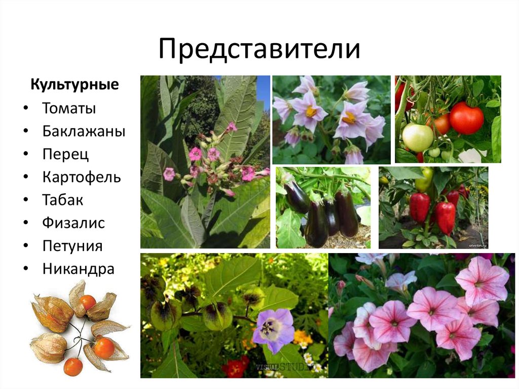 К двудольным относятся следующие растения. Двудольные растения. Представители двудольных растений. Представители однодольных и двудольных растений. Двудольные растения примеры.
