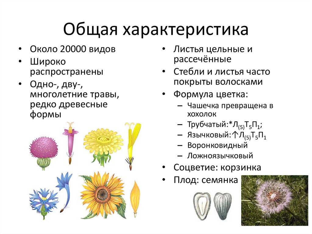 Трехчленный тип строения цветка однодольные или двудольные. Соцветие корзинка Однодольные или двудольные. Однодольные и двудольные соцветие. Типы однодольных растений. Соцветия однодольных и двудольных растений.