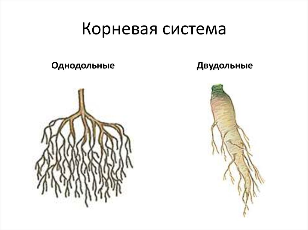 Выраженный главный корень. Корневая система у однодольных и двудольных растений. Тип корневой системы однодольных и двудольных. Мочковатая корневая система у однодольных. Однодольные растения стержневая корневая.